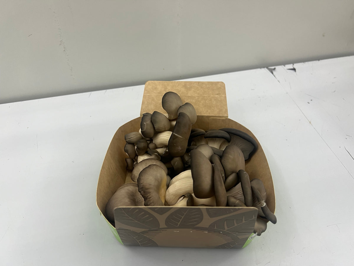 1 Lb Oyster mushroom Box