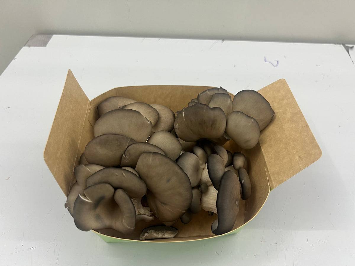 1 Lb Oyster mushroom Box